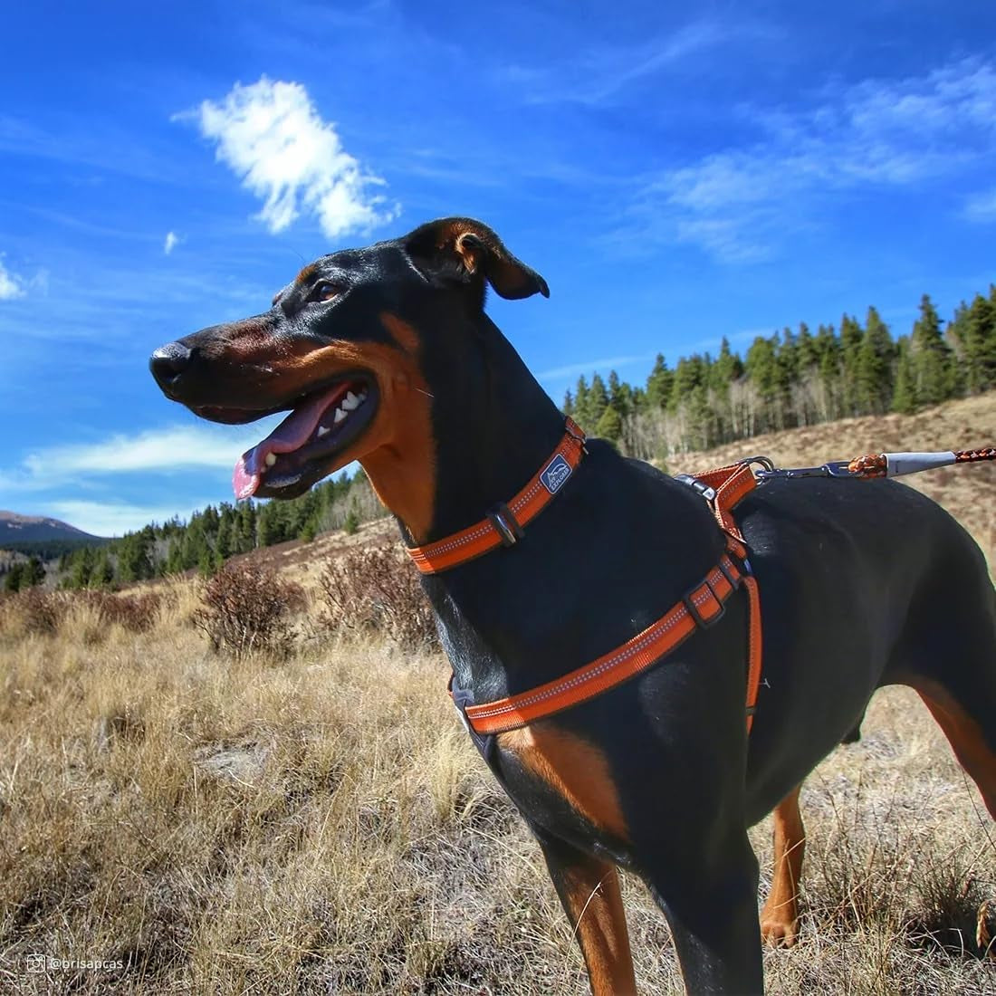 Pet K9 Explorer Reflective Adjustable Dog Collar - Comfortable Collar for the Outdoors - Durable, Lightweight Accessory with Side-Release Buckle - Fern, 5/8" X 10-14"