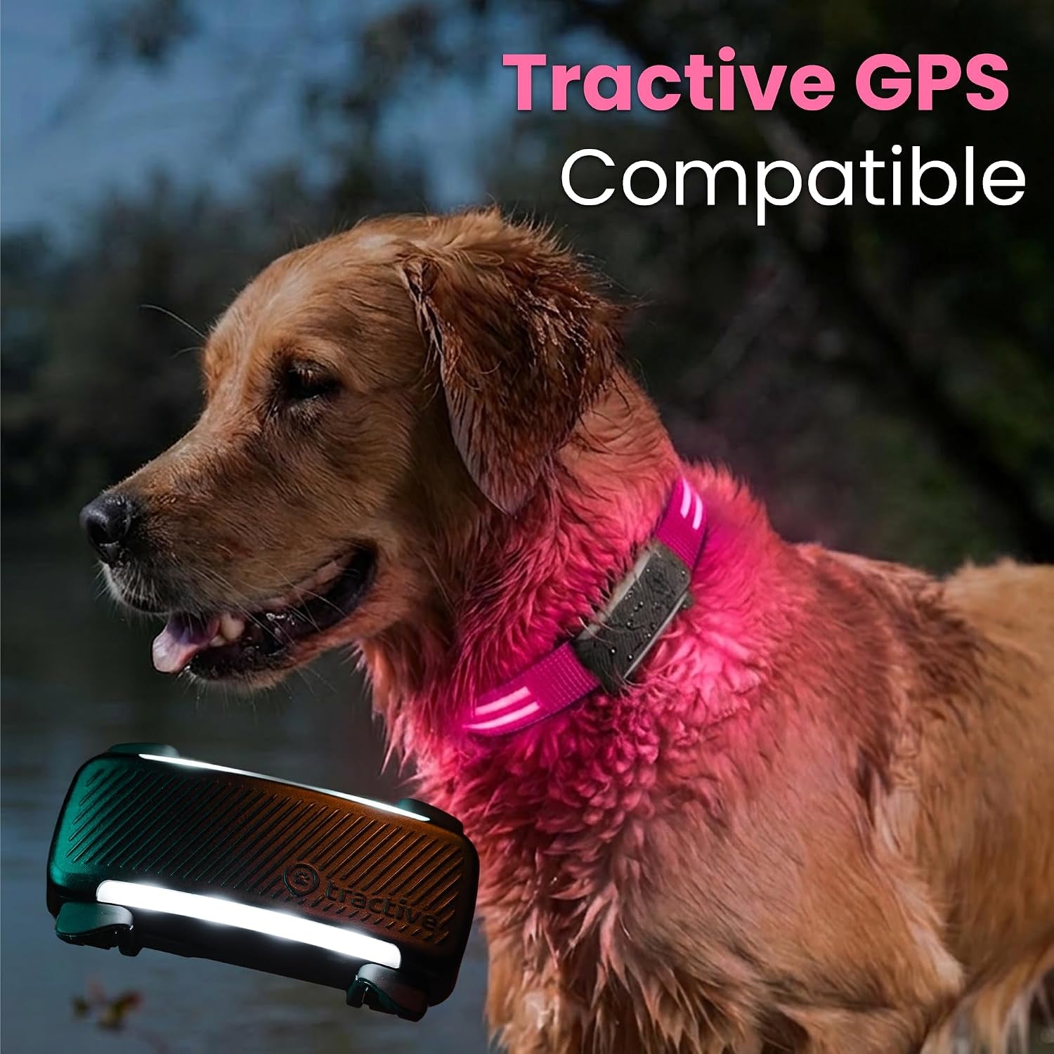 LED Light up Dog Collar USB Rechargeable Waterproof (Pink)