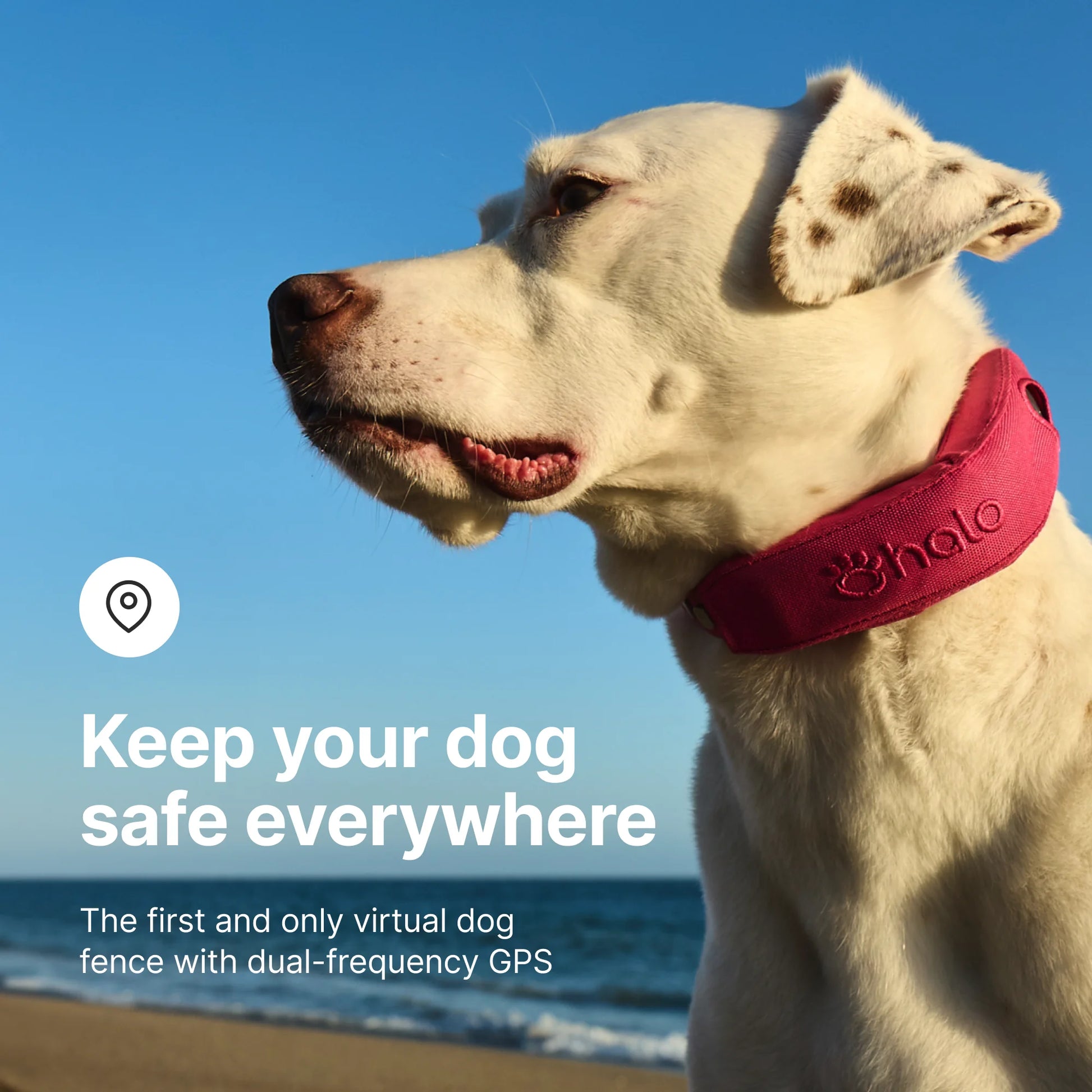 Collar 4 Wireless Dog Fence System & GPS Dog Collar, One Size, Orchid