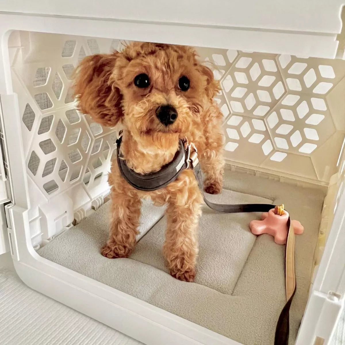 Kindtail PAWD Cat and Dog Crate Pad